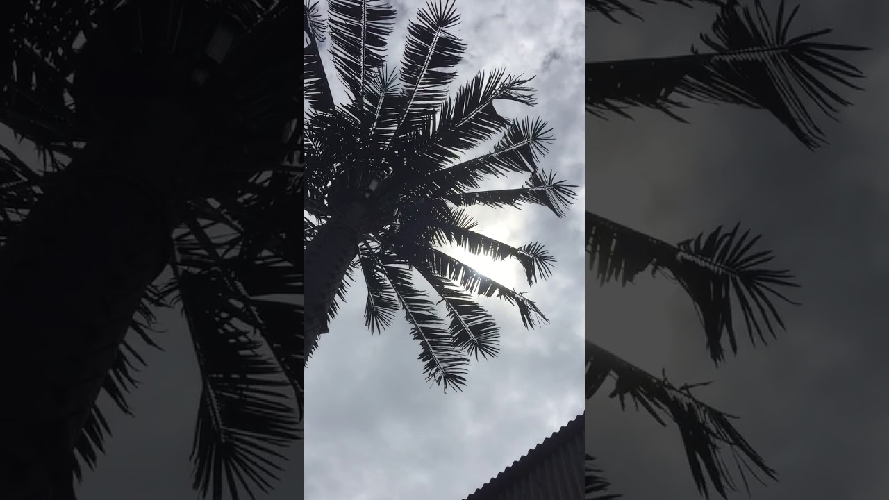 Natural Palm Leaves Moving in wind on SmartCiti Monopole