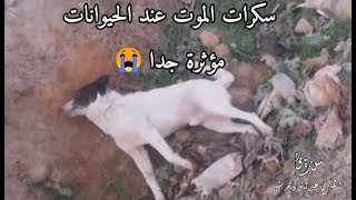 سكرات الموت عند  الحيوانات .. مشاهد تدمع لها العين و تقشعر لها القلوب