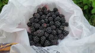 MORAS SILVESTRES 😋❤