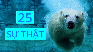 25 SỰ THẬT THÚ VỊ VỀ LOÀI GẤU BẮC CỰC