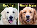 6 Differences Between American vs. English Golden Retrievers
