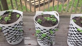 My strawberry crate tower is coming along nicely! Thanks to Organics Best Urban Gardener, CaliKim, and Garden Answer for the 