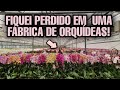 POR DENTRO DE UMA FÁBRICA DE ORQUÍDEAS - Segredos da produção de plantas