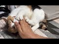 【三毛猫】ちょっと眠くて変なテンションになっていたミケ（2026年5月15日）