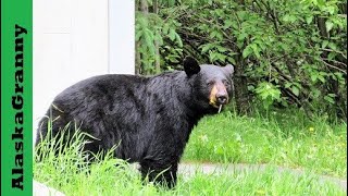 Alaska Black Bear At Outhouse Bathroom Door Alaska