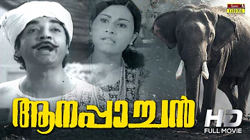Aanappaachan Malayalam Full Movie | Prem Nazir | Sheela | Sree Movies