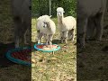 Ja se będę moczyć łapcie #alpakitotu #wojtkowyje #funnyvideo #alpaca