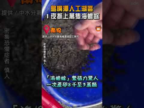 密集恐懼慎入！鳥嘴潭1夜狂逮上萬隻「海蟾蜍」