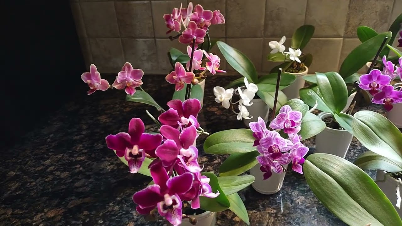 las orquídeas phalaenopsis minis #17 ya dieron su primera floración en casita