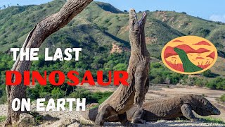 SURPRISING FACTS ABOUT KOMODO DRAGONS / LABUAN BAJO / FLORES / INDONESIA by EARTH TRACE 304 views 1 year ago 6 minutes, 57 seconds