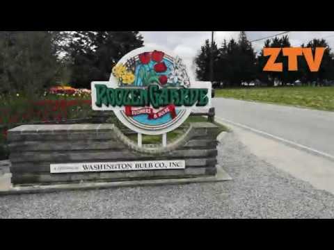 Festivalul Lalelelor La Roozengaarde Seattle Youtube
