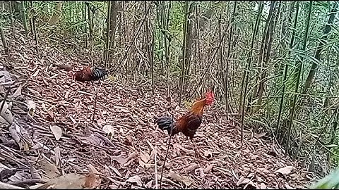 bẫy gà rừng mới nhất tes con mồi tơ lần đầu gặp bổi. cuab qaib qus tuaj zoo heev