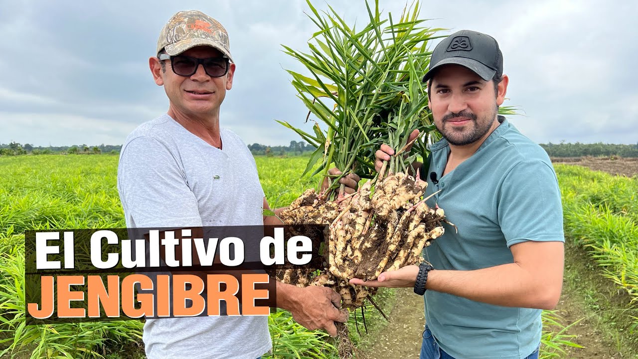 El Jengibre - ¿Cómo ganar $1000 USD mensuales con 1 hectárea? 🌱