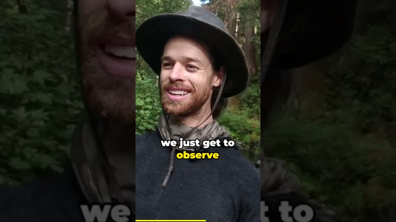 Explore the untamed beauty of wild forests