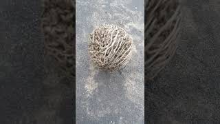 Found this Rose of Jericho on Kovalam Beach , Thiruvananthapuram #thiruvananthapuram #kovalambeach