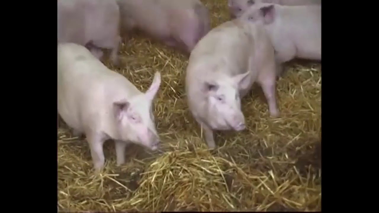 Сдам свинью. Глубокой несменяемой подстилке на свинокомплексе. Канадская технология выращивания свиней. Содержание свиней на глубокой подстилке. Содержание свиней по канадской технологии.