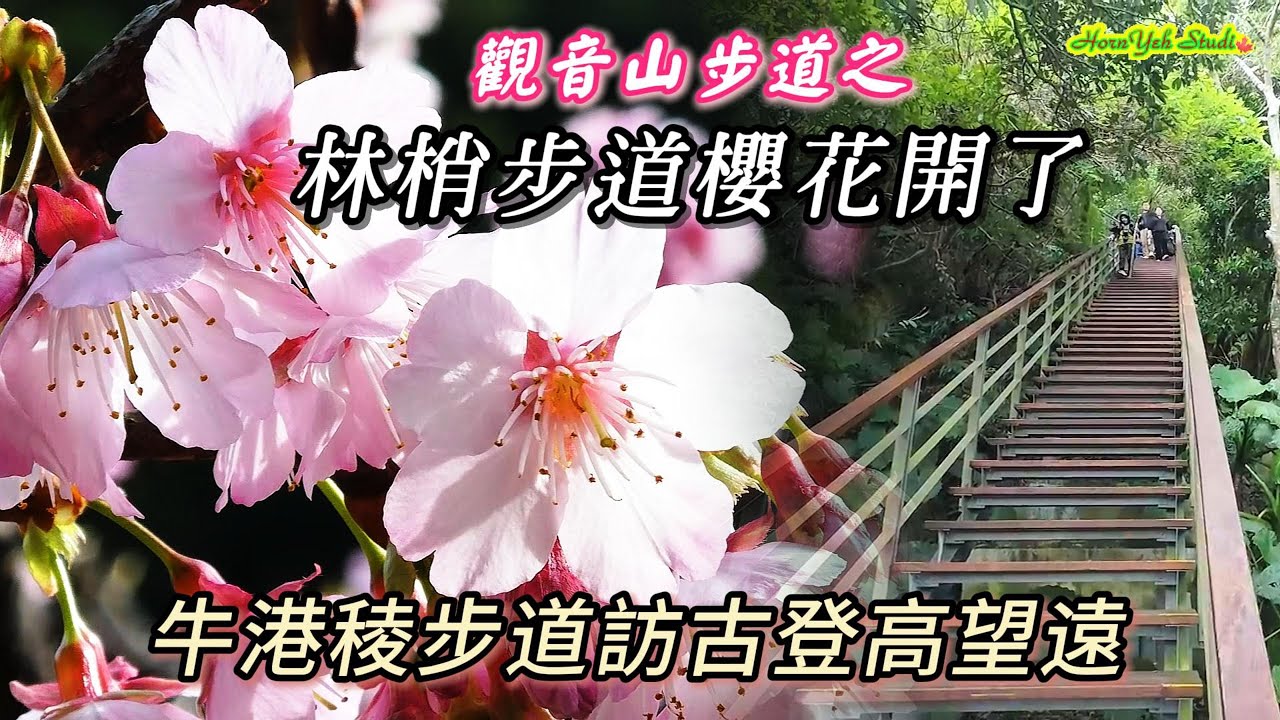 避開人潮下車三分鐘就可以賞櫻花 林梢步道的櫻花開了 牛港稜步道探訪出火號遺址登高望遠淡江大橋臺北港