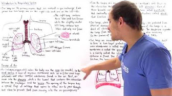Biology - Respiratory System - YouTube
