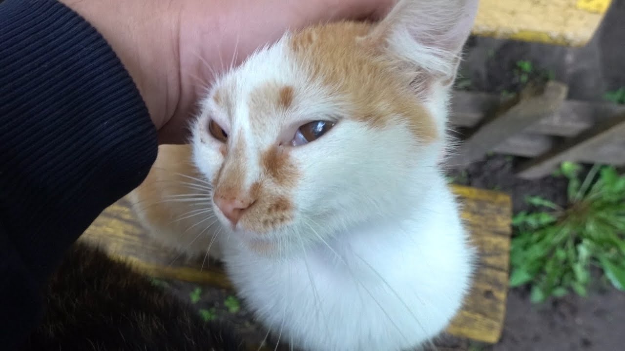 Orange white cat is the mother of kittens from a rented apartment