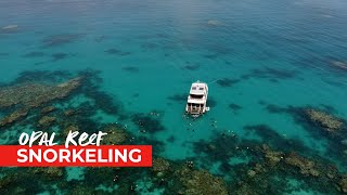 Opal Reef - Port Douglas Snorkeling screenshot 5