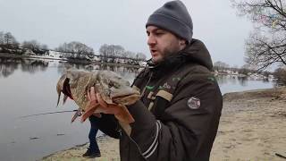 Рыбак поймал гигантскую щуку в Москве-реке и выпустил не загадав желание