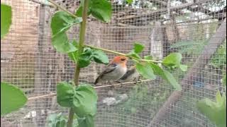 Ternak burung kemade satu pasang di kandang aviary