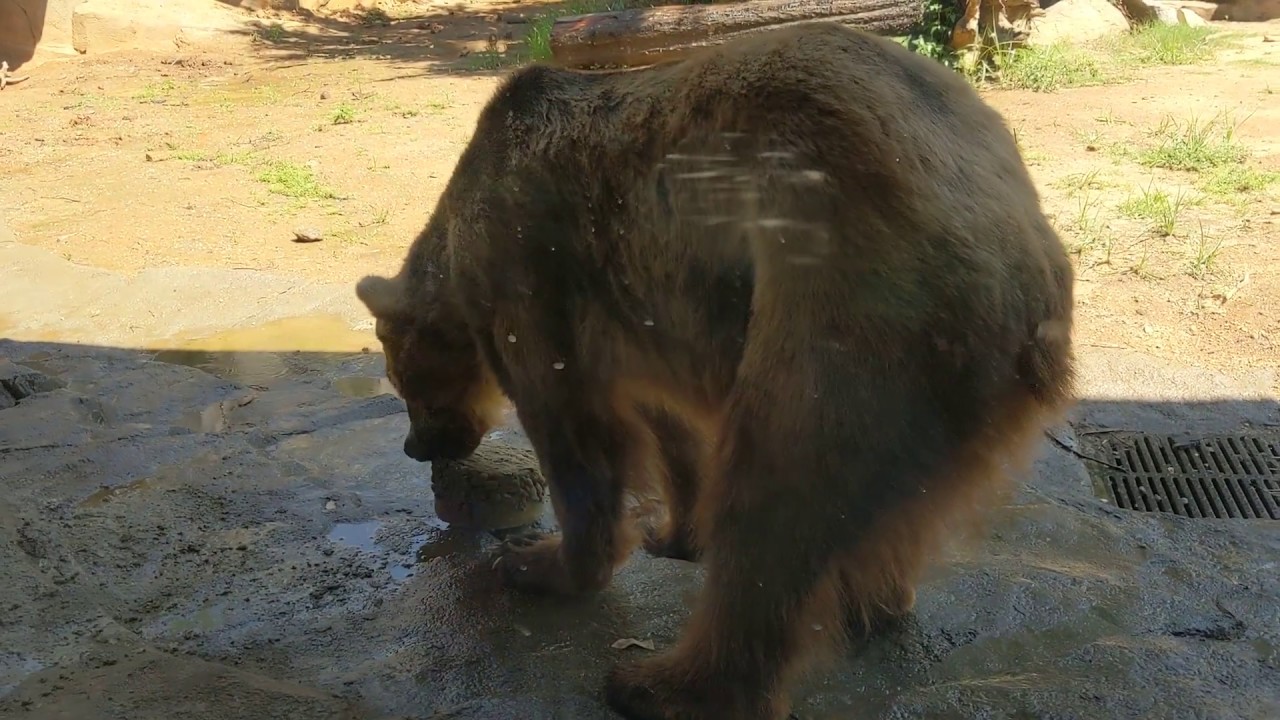 Grizzly Bear has Popsicle in 95 Degree Weather! Riverbanks Zoo YouTube