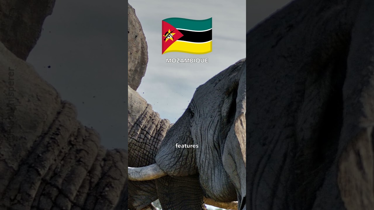 Why Is The Mozambique Flag So Unique? 🇲🇿 #shorts #flagwhisperer #mozambique