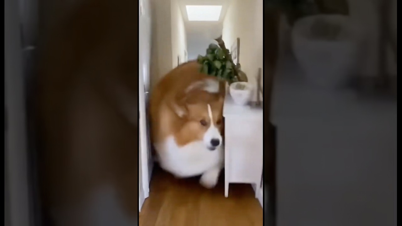 Big fat Pibble running through my house 😱 