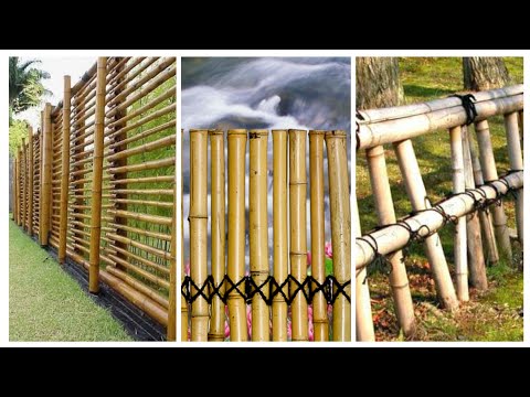 Vídeo: Bambu Decorativo Em Um Terreno Pessoal