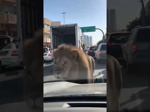 لحظة هروب الأسد من سيارة النقل وسط الزحام كارثة مرعبة