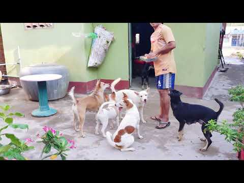 Tail Wagging Science Decoding Dog Happiness