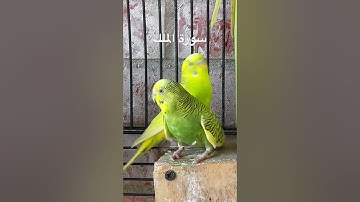 #سورة_الملك #قرآن #مشاري_العفاسي #العراق #اكسبلور #طيور #البادجي #quran #birds #budgies #lovebirds
