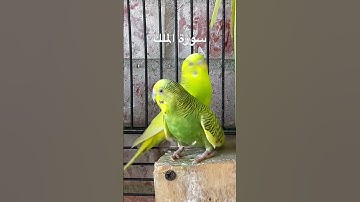 #سورة_الملك #قرآن #مشاري_العفاسي #العراق #اكسبلور #طيور #البادجي #quran #birds #budgies #lovebirds