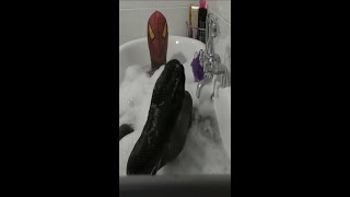 Spider-Man vs Venom Bath Time Transformation In Real Life, New Superhero Shorts