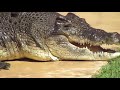 Steve Irwin Day Crocodile show - The Irwin's feed Monty