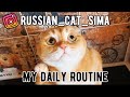 RUSSIAN WORDS. Daily routine. Russian for beginners