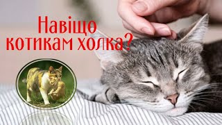 Зачем Котикам Холка?