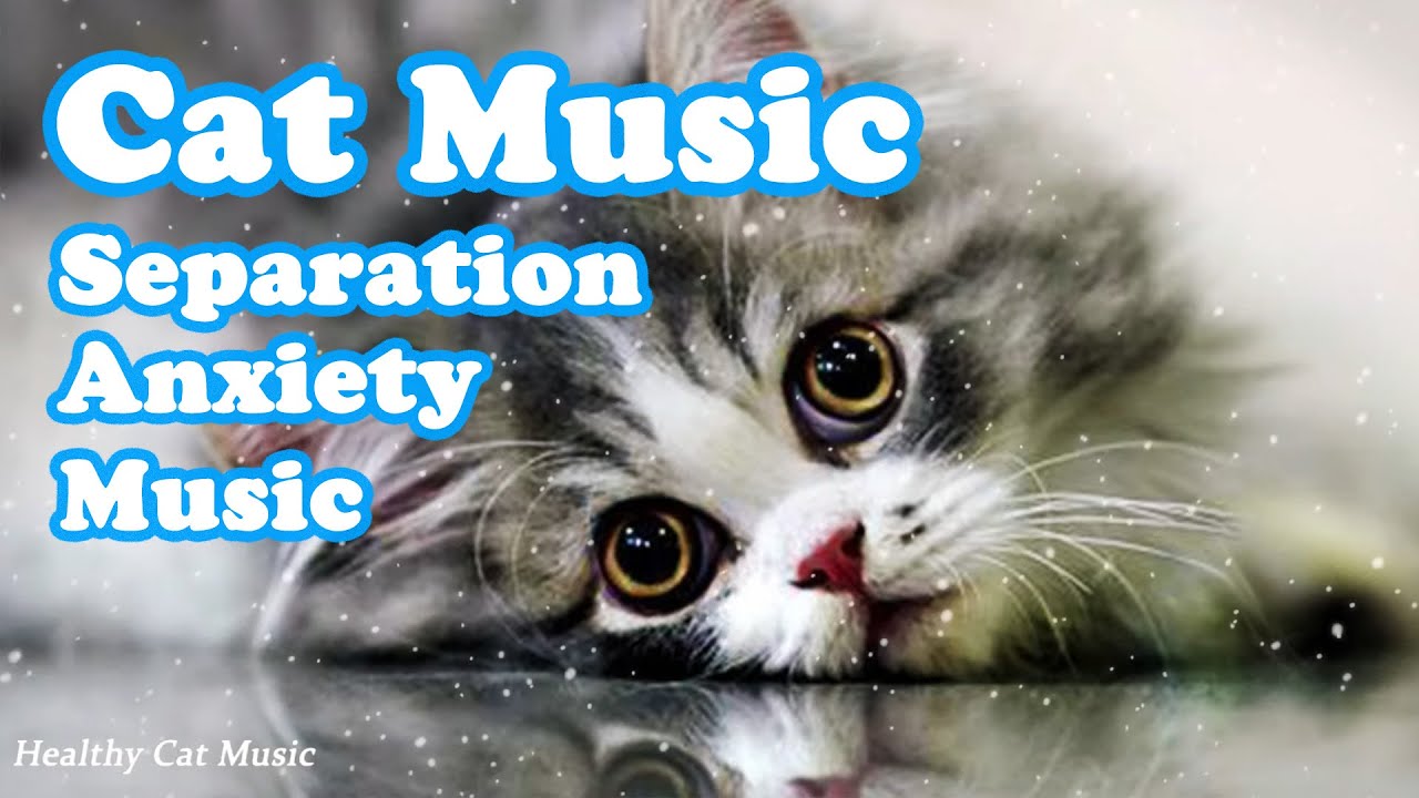 Image showcasing Calming Music for Nervous Cats - Stress Relief, Deep Sleep, Relaxation ...