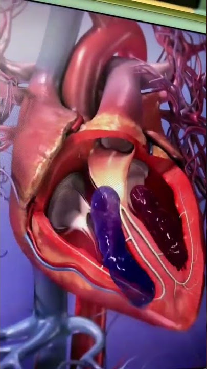 Let's see how blood flows through the heart chambers.