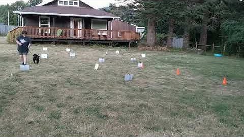 Mercy AKC virtual rally intermediate course 1