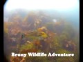 Bruny Wildlife Adventure VideoRay ROV Footage - Fish Compilation