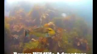 Bruny Wildlife Adventure VideoRay ROV Footage - Fish Compilation
VideoRay ROV footage from Bruny Wildlife Adventures Tourism Cruise in Tasmania, Australia. The adventure cruise brings visitors to the rarely explored coastline of Bruny Island off the south-east coast of the island of Tasmania, Australias southernmost state. The VideoRay remotely operated vehicle captured these images for the tourists onboard the vessel. Bruny Wildlife Adventure VideoRay ROV Footage - Fish Compilation
