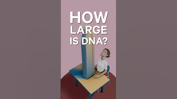 Incredible Size of Human DNA #human #dna #animation #scienceanimation #genetic #biology #educational