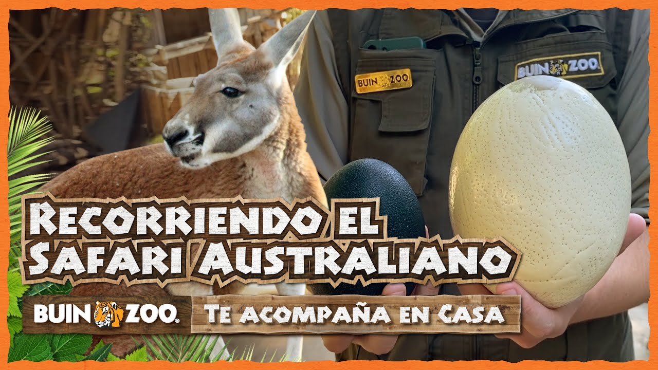 RECORRIENDO EL SAFARI AUSTRALIANO - BUIN ZOO TE ACOMPAÑA EN CASA