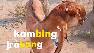 Super female Jrabang goat, potential breeding stock Joss jissss
