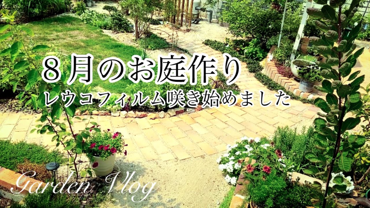 【ガーデニングVlog】８月のお庭作り／秋のリーフ６種お迎え／人気のアスパラガス・スモークツリー他／窓のある白壁作り