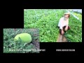 Melon Update HD.mp4