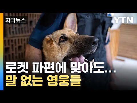 [자막뉴스] 로켓 파편에 맞아도...&amp;#39;말 없는 영웅들&amp;#39; / YTN
