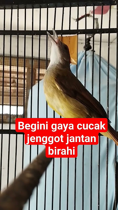 CUCAK JENGGOT JANTAN BIRAHI